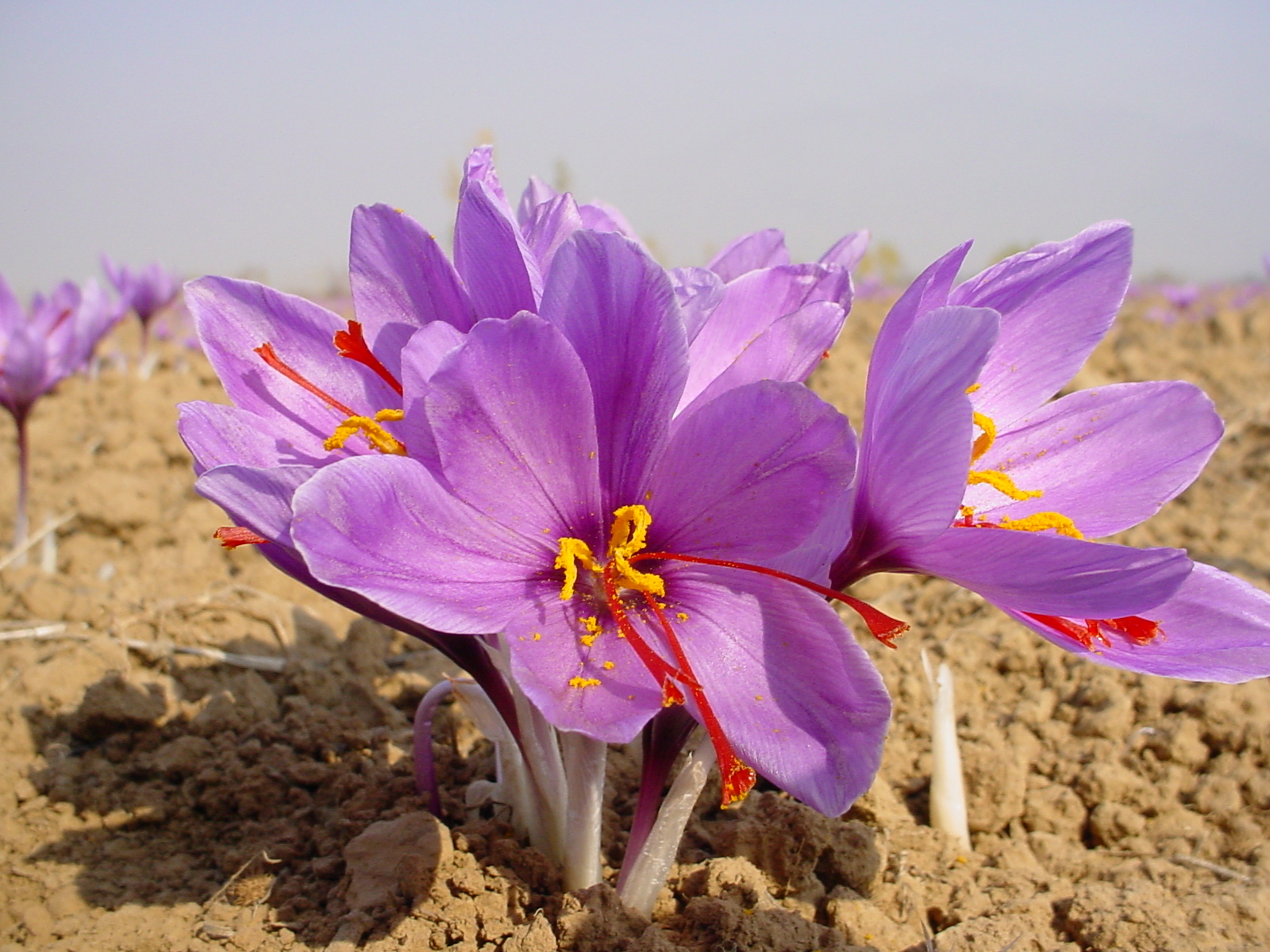 صادرات زعفران