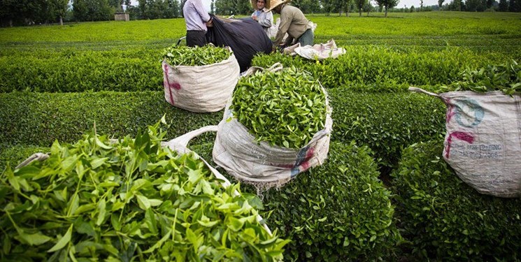 صادرات چای 77 درصد افزایش