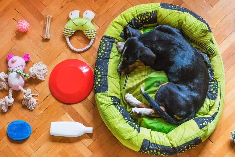 خوراک و تجهیزات حیوانات خانگی