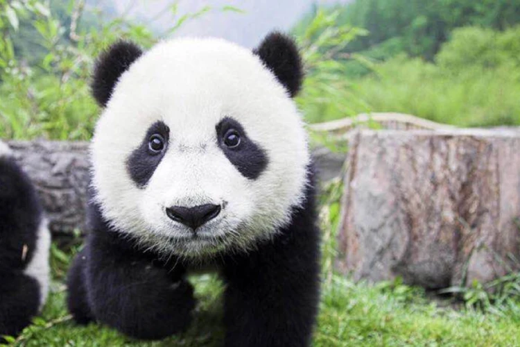 تماشای پانداها در پایگاه تحقیقاتی چنگدو